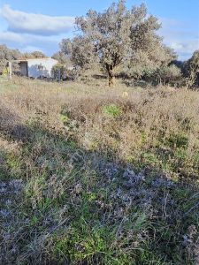 Mirya Gayrimenkulden Satılık Kupon Arsa