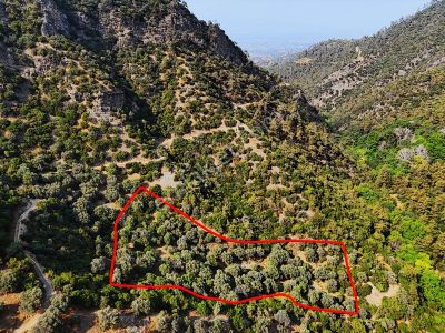 Salihli Şirinyer'de Doğanın Kalbinde 4492 M2 Zeytinlik (video)