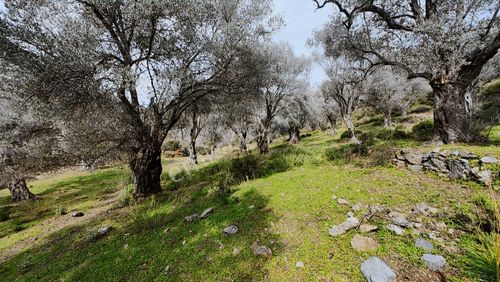 Güzelbahçe Yaka Mahallesi'nde Merkeze Yakın 4600 M² Zeytinlik