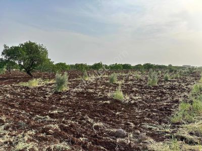 Bozcada Mükemmel Konumda İster Bağevlik İster Yatırımlık Zeytin