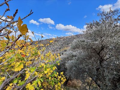 Kent Gayrimenkul'den Tire Değirmendere'de Satılık Arsa