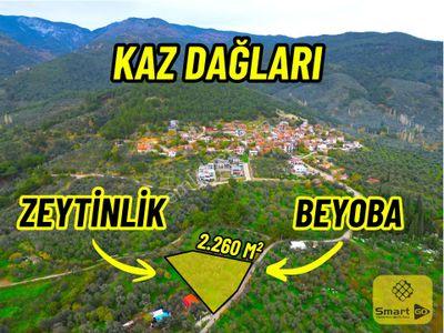 |edremit| Kazdağları'nın Eteklerinde Köye Yakın Asfalta Cephe Zeytinlik!