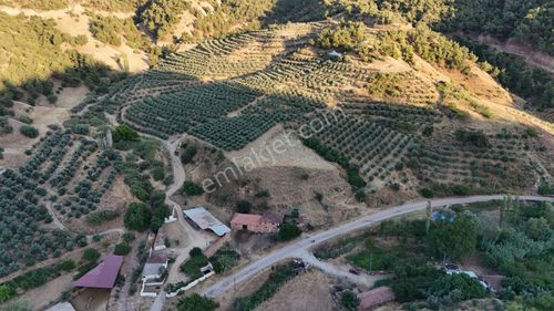 Tc Emlaktan Satılık Zeytinlik