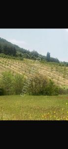 Manısa Akhısar Yeğenoba Mahallesi Davutlar Mevkii