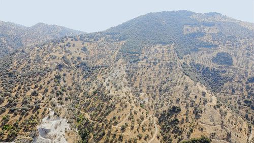 Konut Emlaktan İsabeyli Baraj Mevki Satılık Verimli Zeytinlik