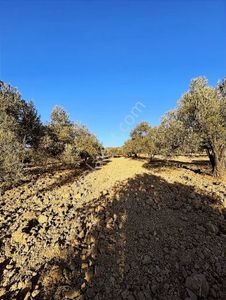 Prestij Emlaktan Gömeç Hacıhüseyinlerde 2272 M² Zeytinlik