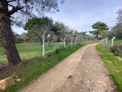 Balıkesir Edremit Çamcı Da 2680 M2 Zeytinlik Satılık