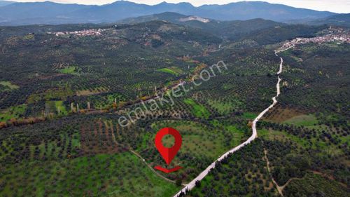 ▀▄mera Emlaktan Havran Kalabak Köyü Müstakil 1.827 M2 Zeytinlik