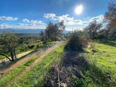 Balıkesir Havran Kalabak Köyünde 995m² Satılık Zeytinlik