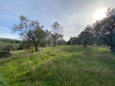 Balıkesir Edremit Çamcı Köyünde 14160 M² Asfalt Cepheli Satılık Zeytinlik