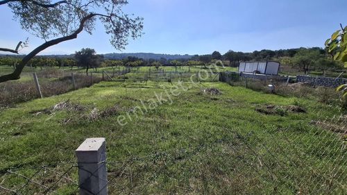 Namlı'dan Çapak Da Tapu Dan Satışlı Zeytinlik