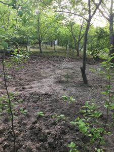 Elazıg Sün Köy Bağ Bahçe