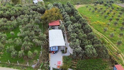 Kemalpaşa Aşağı Kızılca Ana Yola Yakın 1586m2 Bahçe