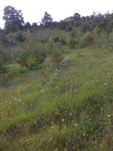 Mustafakemalpaşa Kösehoroz Köyünde Ana Asvalta Cepheli 13 Dönüm Tarla