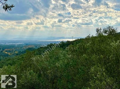⫸best Emlaktan⫷ Mehmetalan 'da 416 M² Deniz Manzaralı Zeytinlik