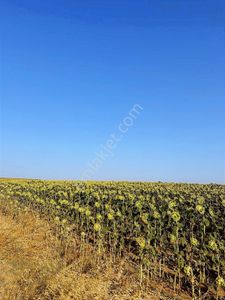Acil Satılık Tarla Saray Göçerlerde Hızlı Tren Hattına Cephe