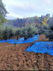 Mudanya Dereköyde 3531 Mt Zeytinlik Ev Takaslı
