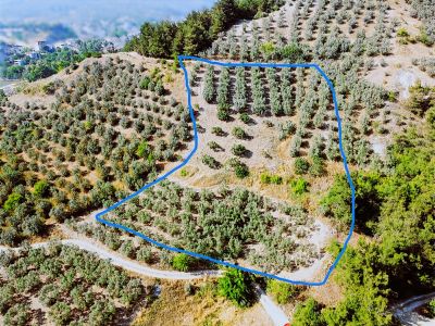 Mudanya Dereköyde Yatırımlık 3.638 Mt2 Yatırımlık Zeytinlik