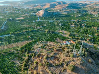 Seferihisar Da Satılık Mandalin Bahçesi