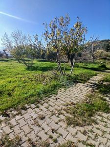 İzmir Ödemiş Kirazda 18 Dönüm Tek Tapu