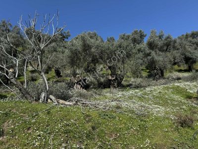 Taş Ev Yapmaya Uygun Baraj Manzaralı Yol Üzeri Satılık Bahçe