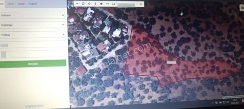 Balıkesir Burhaniye Pelitli "de İmar Sınırında Köy Kenarı Satılık 4.964m2 Zeytinlik