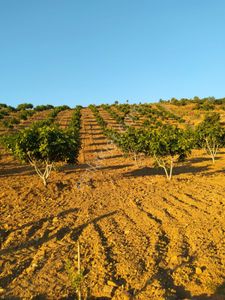 Çeneli Gayrimenkul’den Manisa / Alaşehir / Uluderbent Mahallesi’nde Satılık Tarla*