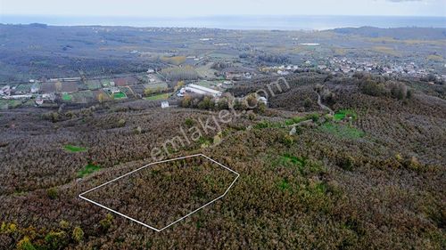 1955 M2 Deniz Manzaralı Müstakil Tapulu Fındık Bahçesi
