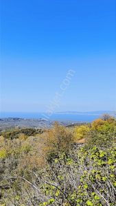 Acil.mudanya Talatbey 2.135m2 Deniz Manzaralı Zeytinlik