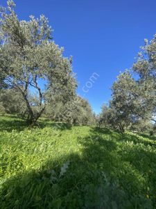 Prestij Gayrimenkulden Muhteşem Araç Ulaşımı Olan Zeytinlik