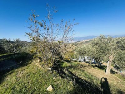 Efeler Sıralılarda 8 Dönüm Eşsiz Zeytinlik