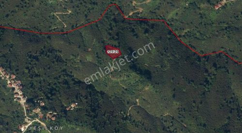 Ordu Perşembe Yalıköy'de Müstakil Tapulu Satılık Fındık Bahçesi