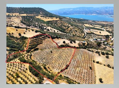 Salihli Hacıköseli'de Satılık 38068 M2 Zeytinlik (video)