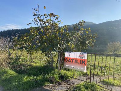 Aydın Bahçearasın Da Satılık Toplam 14.328 M2 3 Tapu Tarla