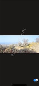 Bursa Mudanya Talatbeyde Satılık Deniz Manzaralı Zeytinlik