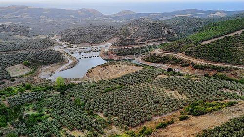 Yalıçiftlik'te Muhteşem Manzaralı Zeytinlik