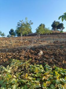 Yeni Rota'dan Başdervişli'de Yol Kenarı 13.6 Dönüm Ceviz Bahçesi