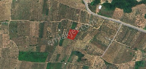 Gemlik Adliye Köyü Bakımlı Zeytinlik