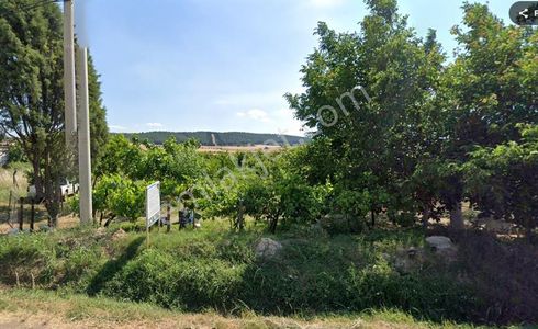 Oğlananasında Yola Cepheli 350 Zeytin Ağaçlı, Tek Tapu Arsa