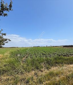 Ayvalık Altınovada Denize Yakın, Yola Cepheli 9.481 M² Tarla