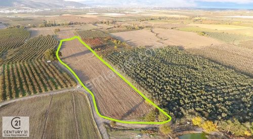 C21 Cius;yenigürle Ovasında 21.500 M2 Su Ve Elektirği Olan Tarla