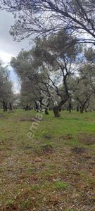 Yatırımlık Zeytinlik