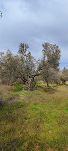Satılık Zeytinlik Hobi Bahçesi