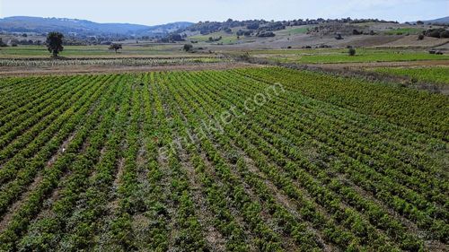 Onvest'ten Balıkesir Kocaavşar'da 8.580m² Satılık Tarla