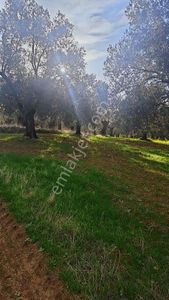 Satılık Zeytinlik