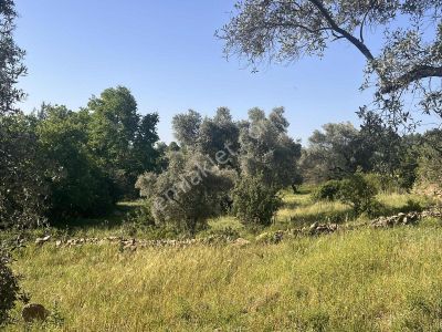 Milas Söğütçük Köyü 280 M2 Yolu Olan Arazimiz Satılıktır.