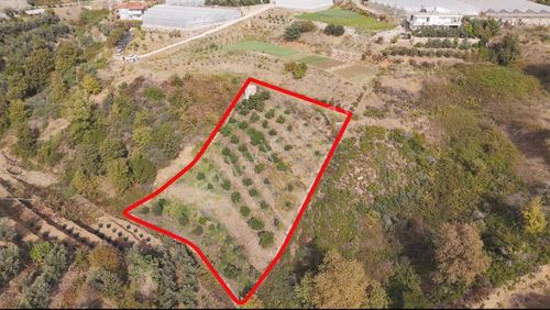 Alanya Elikesik'te Satılık Avakado Bahçesi