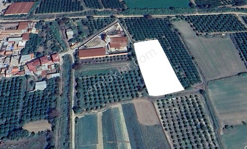 Nazilli Bereketlide Yola Cephe, Köy Sınırına Yakın 4123m2 Tarla