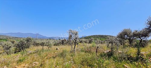 Kent Gayrimenkul'den Ayaklıkırı Köyü'nde Satılık Zeytinlik