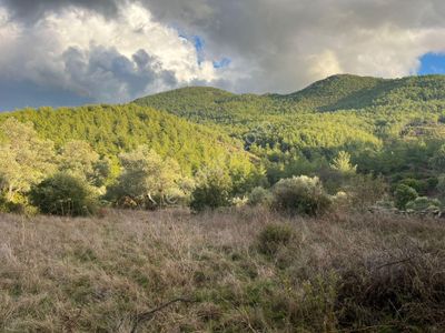 Bodrum’a Yakın, Ege’de Dev Yatırım! 37 Dönüm Zeytinli Tarla